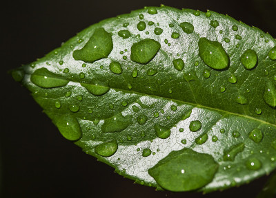 叶与雨滴