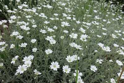 5月中旬开始花期