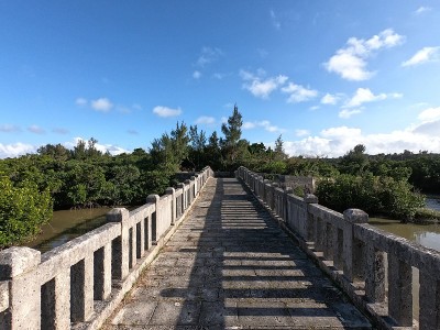 红树林的景色