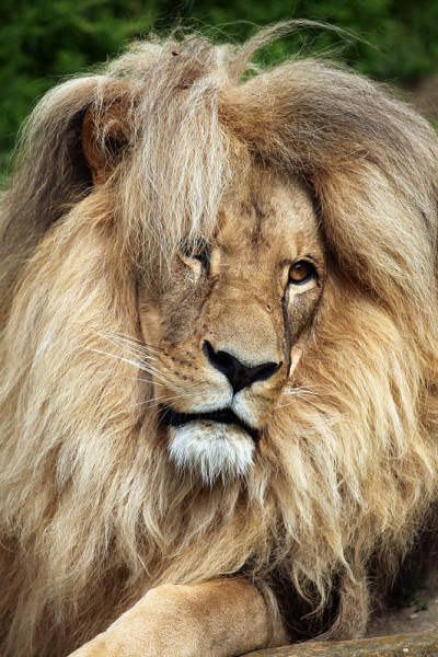 加丹加狮子(Panthera leo bleyenberghi)。