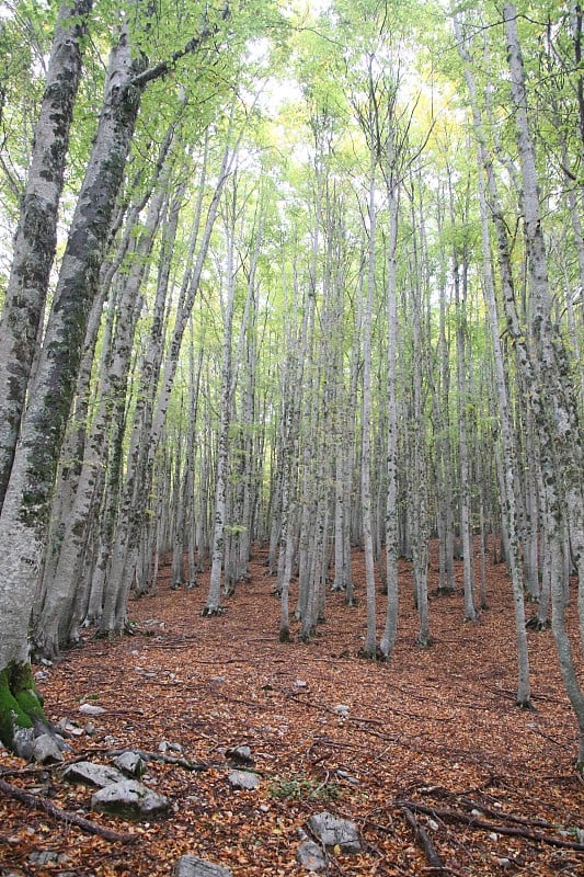 山毛榉森林意大利