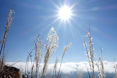 秋日的余福ake山道上，芒草、云海和太阳。