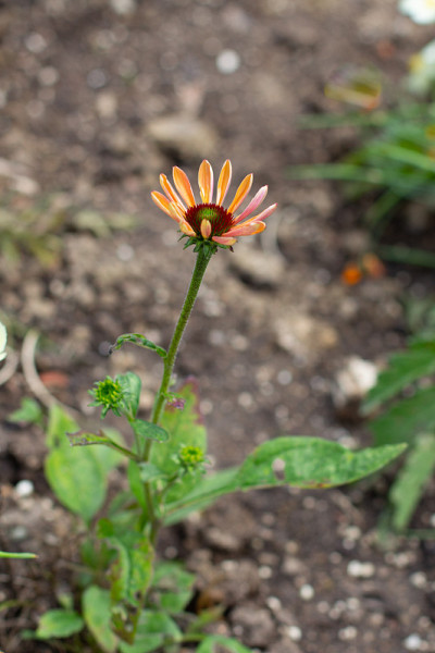 窄叶松果花，也叫松果菊
