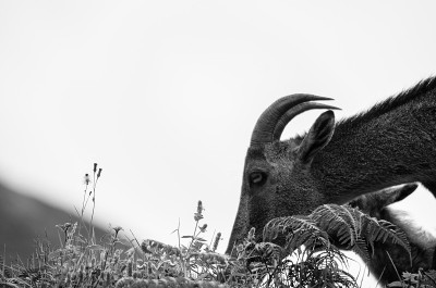 Nilgiri Tahr -野山羊