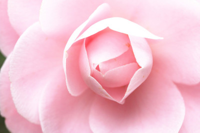 山茶花花