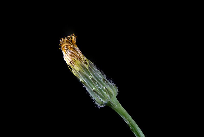 关闭Catsear花