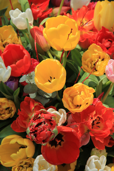 郁金香花束