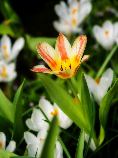 早春开花