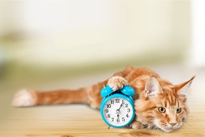 猫。