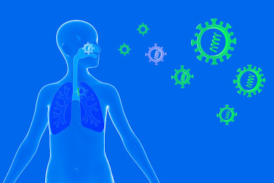 人体呼吸系统和可以进入的病毒和细菌的简化人体解剖的3D插图。