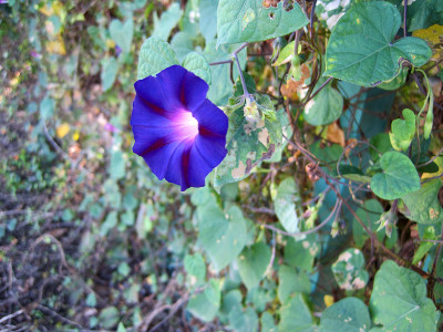 紫牵牛花