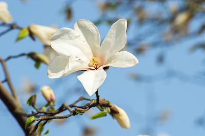 玉兰花在阳光下开花