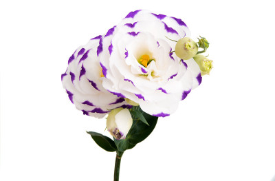 eustoma花孤立