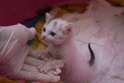 小猫