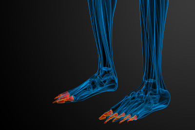 趾骨足的3d渲染医学插图