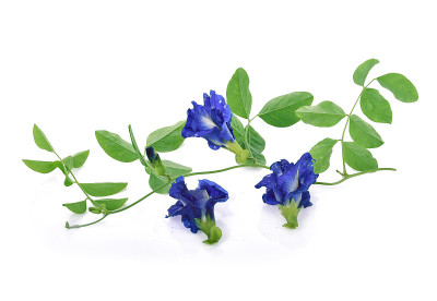 蝴蝶豌豆花孤立在白色背景上。