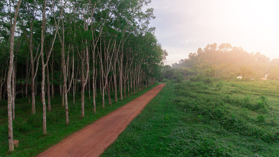 空中Para橡胶树，橡胶种植园，和当地的道路