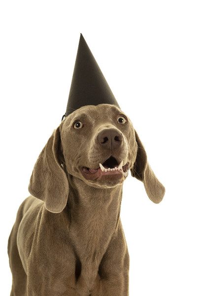 滑稽可爱的年轻魏玛犬头戴一顶派对帽看着孤立的摄像头白色