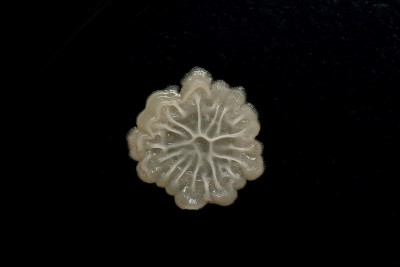 菌落(枯草芽孢杆菌)