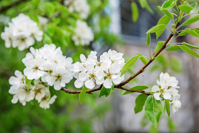 梨花在早春开花
