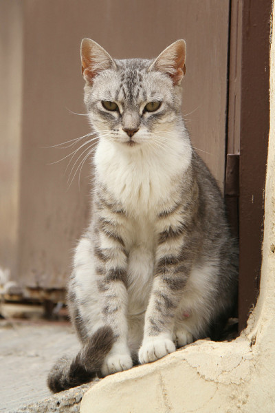 猫