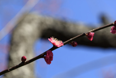 早开红梅花