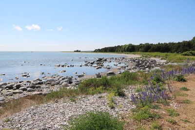 夏天在自然保护区Holmhällar在戈特兰，瑞典