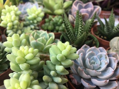 许多多肉的仙人掌花近距离