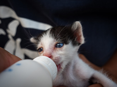 黑白孤儿小猫吮吸奶瓶