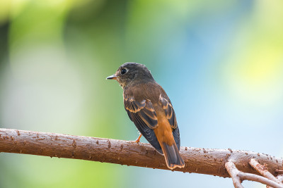 鸟(Ferruginous Flycatcher, Muscicapa ferruginea)红糖色