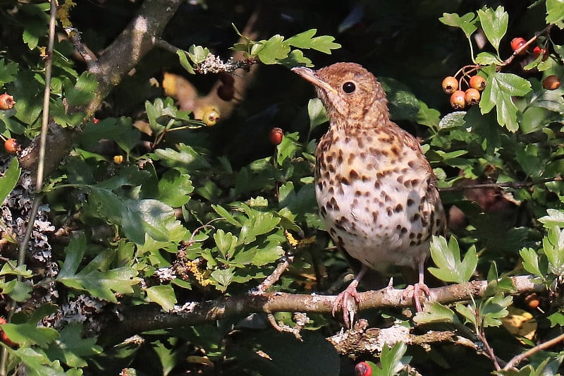 年轻的画眉音乐家-年轻的歌画眉(Turdus philomelos)。