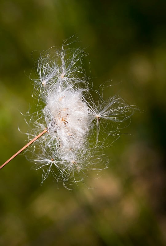 棉草