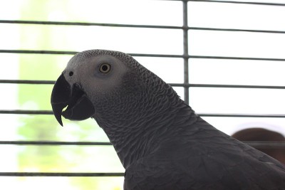 灰鹦鹉
