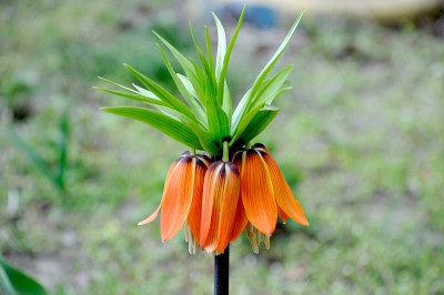 皇家松鸡花在夏季的一块花园里