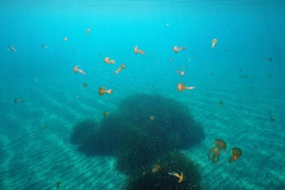 许多水母在地中海水下