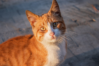 可爱的黄色小猫在街上