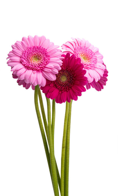 非洲菊花束孤立
