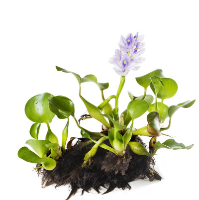 水葫芦(凤眼莲)。植物,叶子,