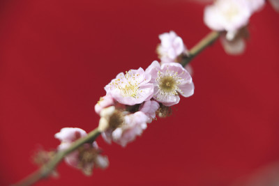 无果伞和梅花