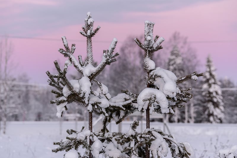 芬兰库库库鲁度假村的树枝上覆盖着厚厚的积雪和冬季的夕阳。