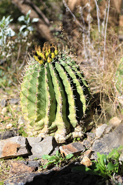Alamos Barrel Cactus, Ferocactus pottsii