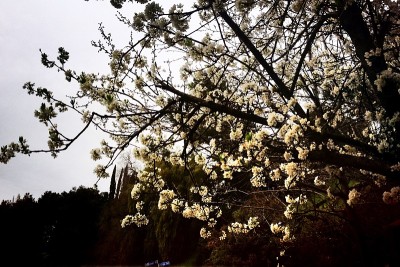 春花在黄昏绽放