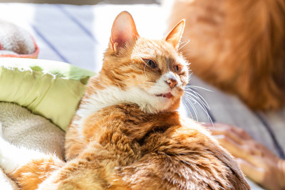 家庭宠物猫