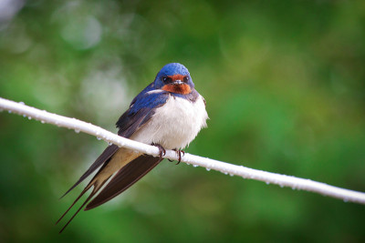 成人谷仓燕子(Hirundo rustica)