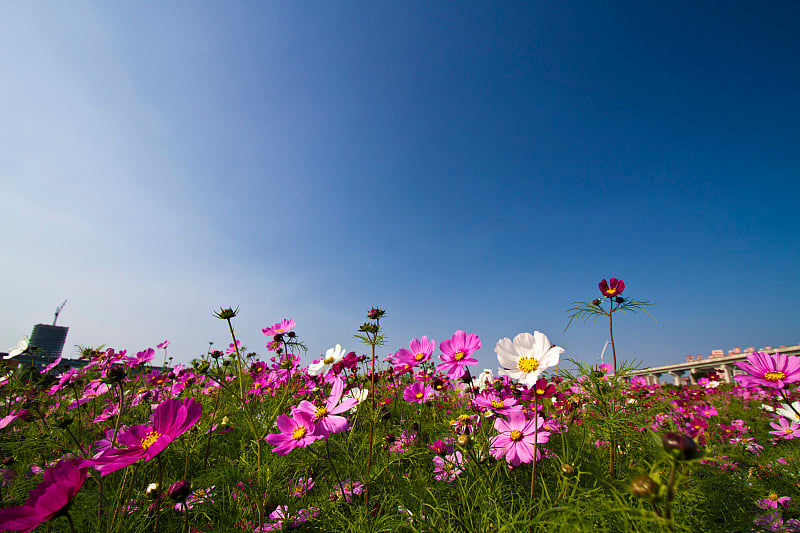 大波斯菊