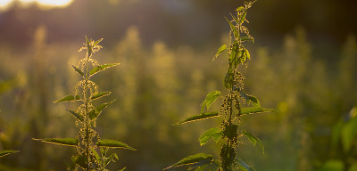 阳光普照的夏日碧绿草地上高高的草地
