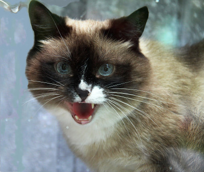 猫。毛茸茸的宠物