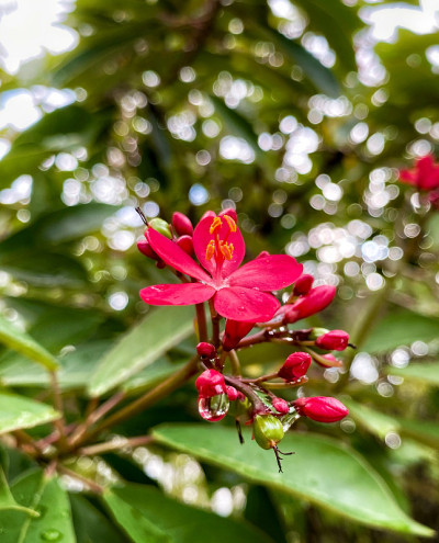 红色的花和散