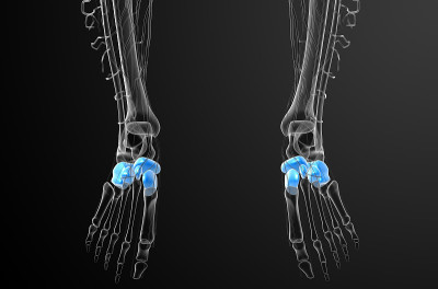 3d渲染医学插图的中足骨