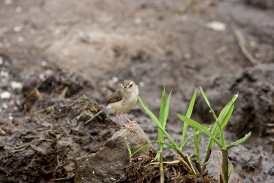 Tawny-flanked Prinia
